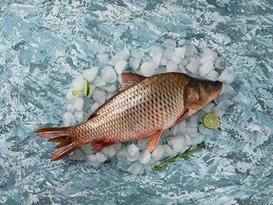 Sazan | Balık Ye - Denizden Sofranıza Aynı Tazelikte